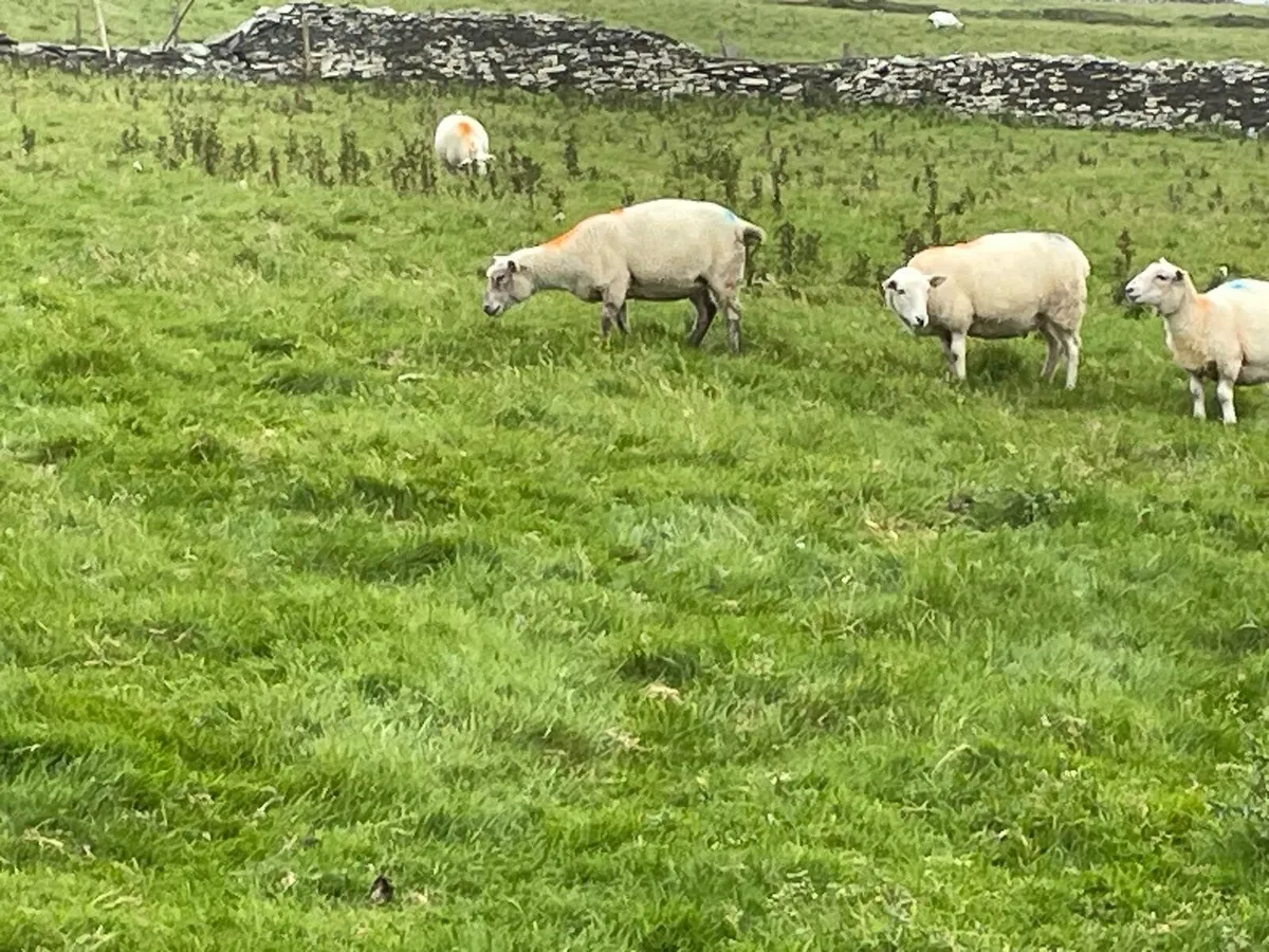 Hoggets - Image 3