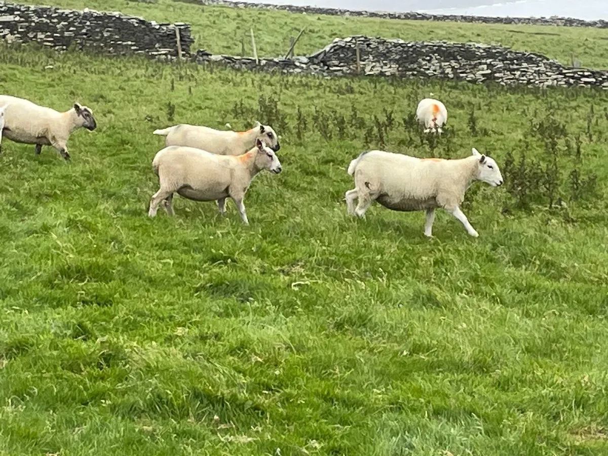 Hoggets - Image 4