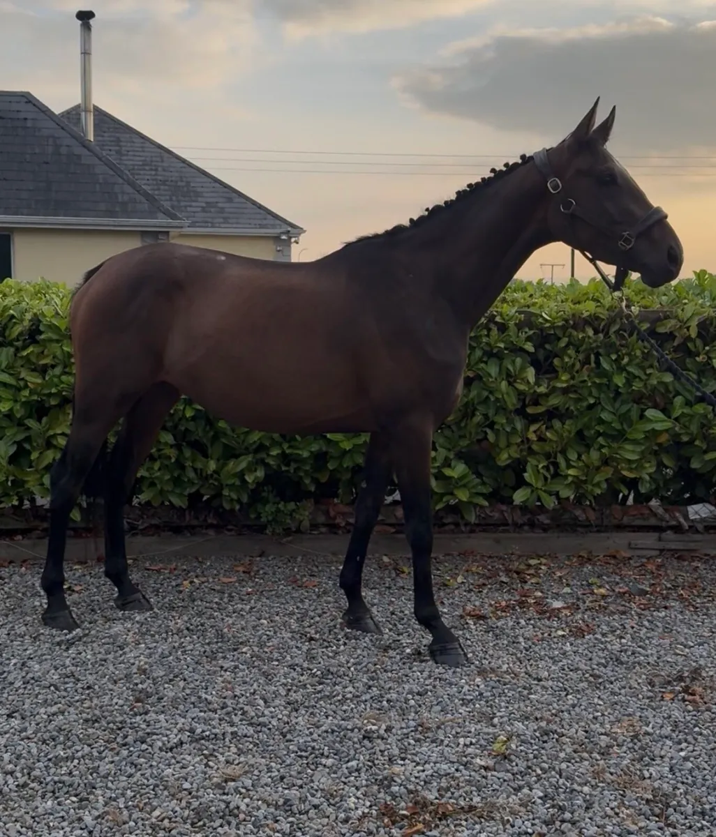 Irish sport horse - Image 1