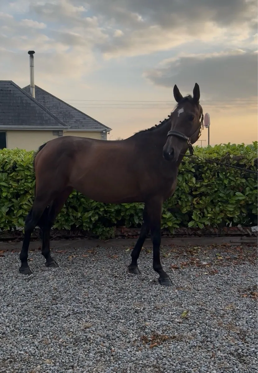 Irish sport horse - Image 2