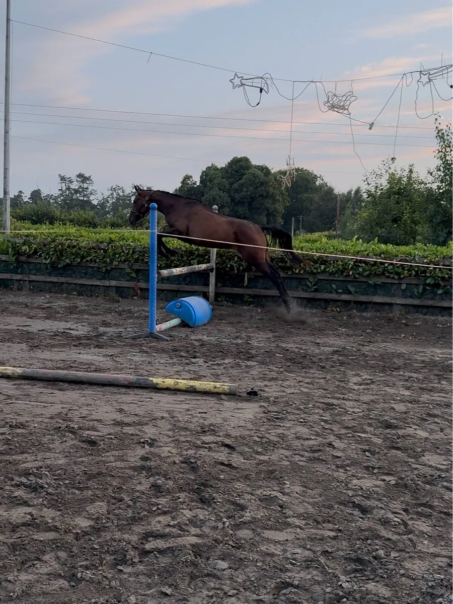Irish sport horse - Image 3