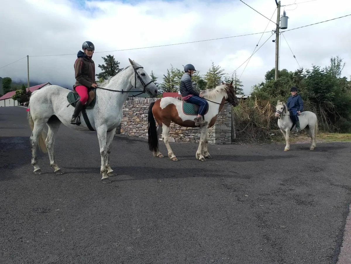 Pony - Image 2