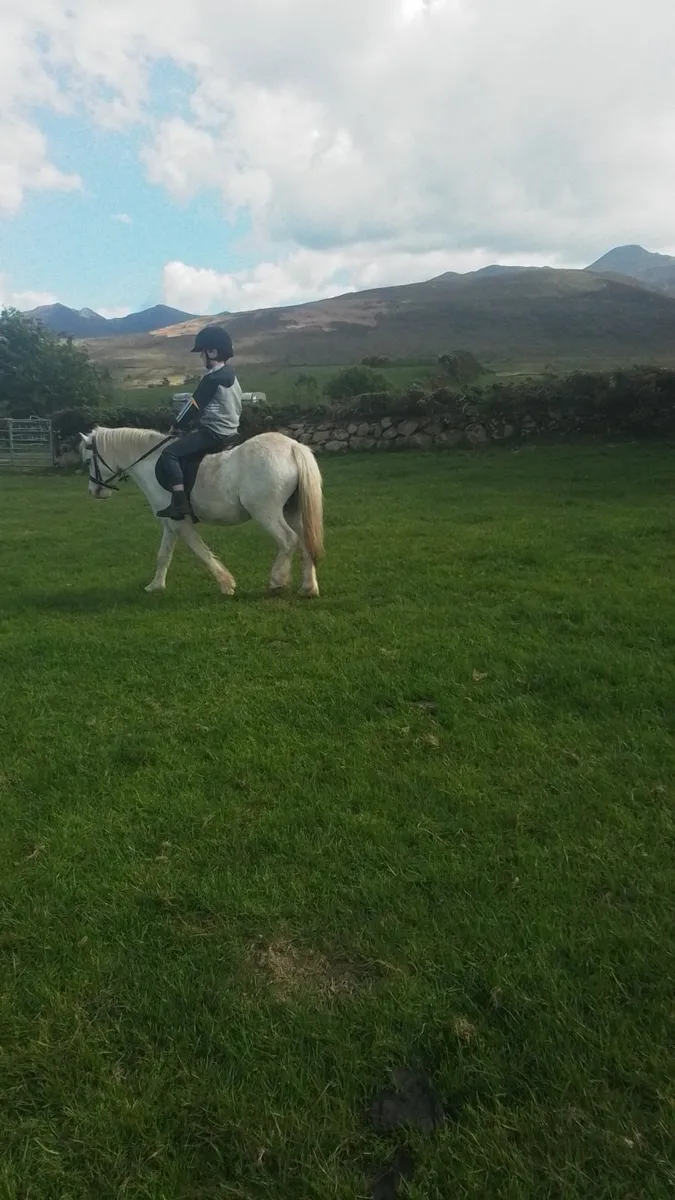 Pony - Image 3