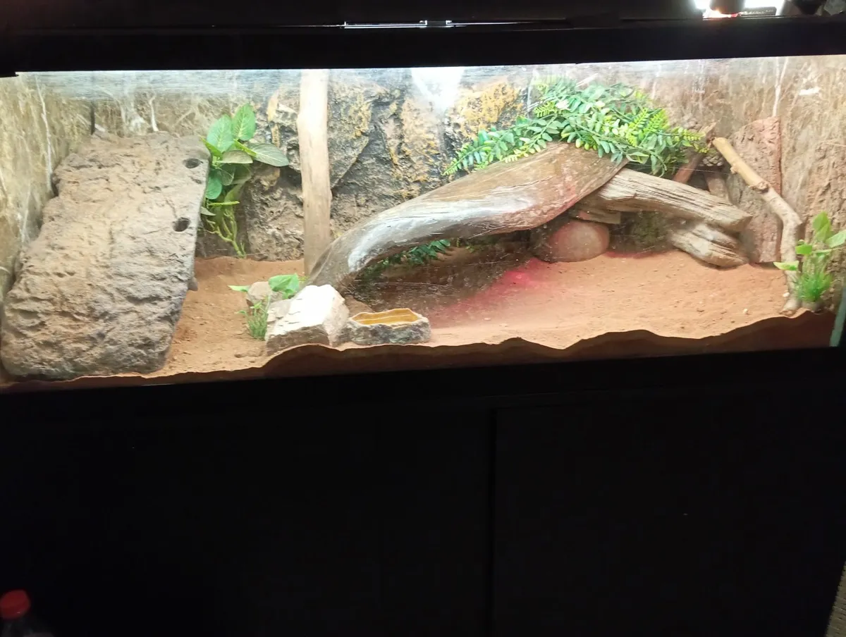 Bearded dragon - Image 1
