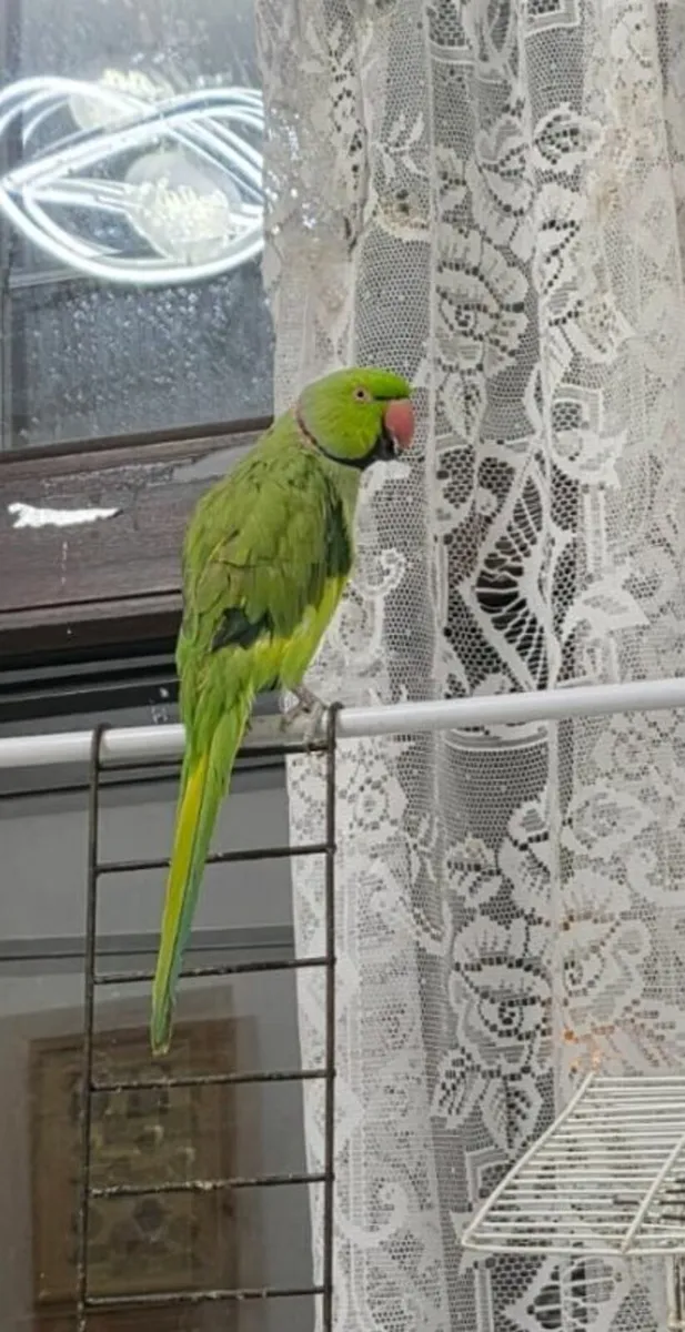 Indian ring neck parrot - Image 1