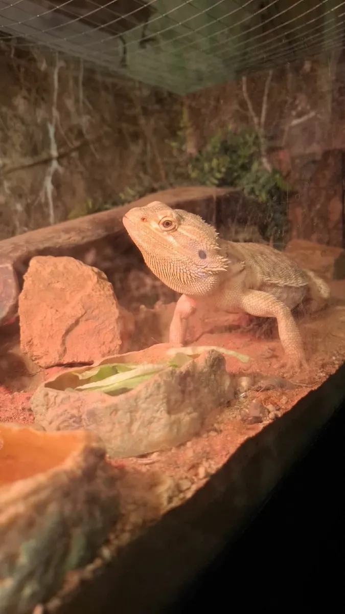 Bearded dragon - Image 2