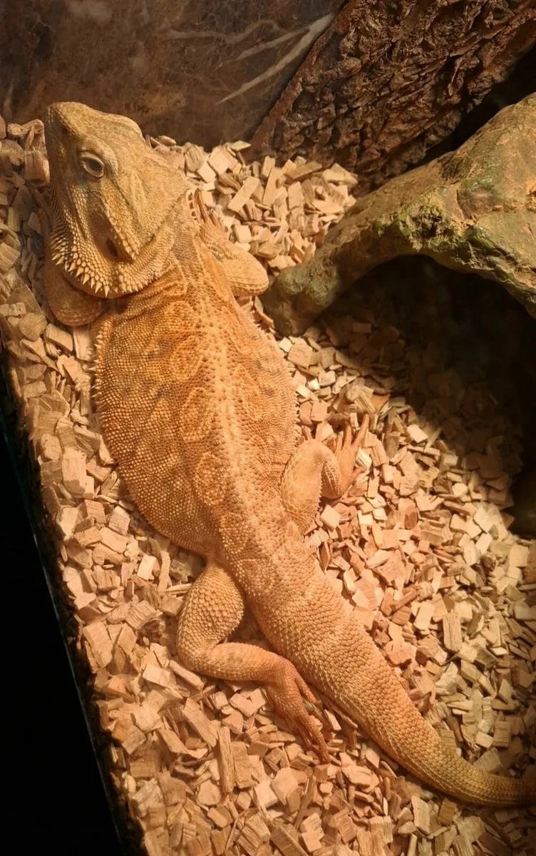 Bearded dragon - Image 3