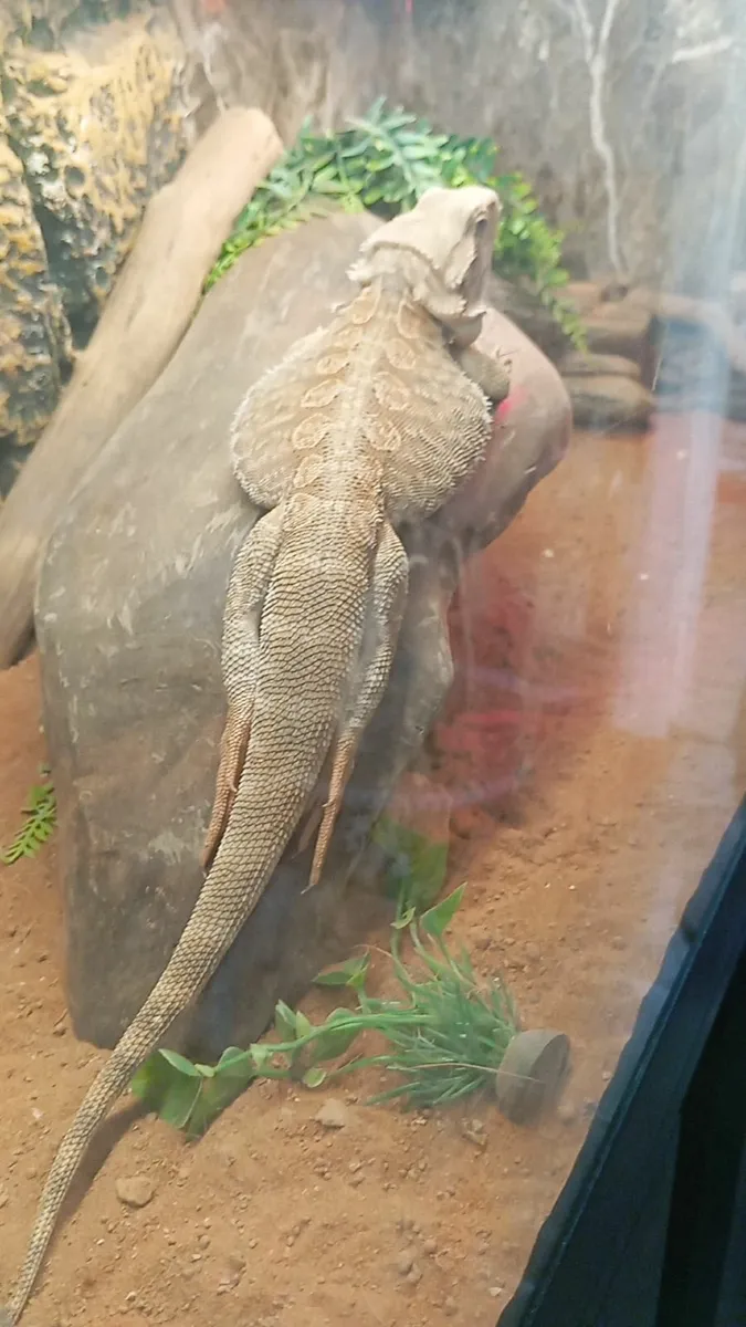 Bearded dragon - Image 4