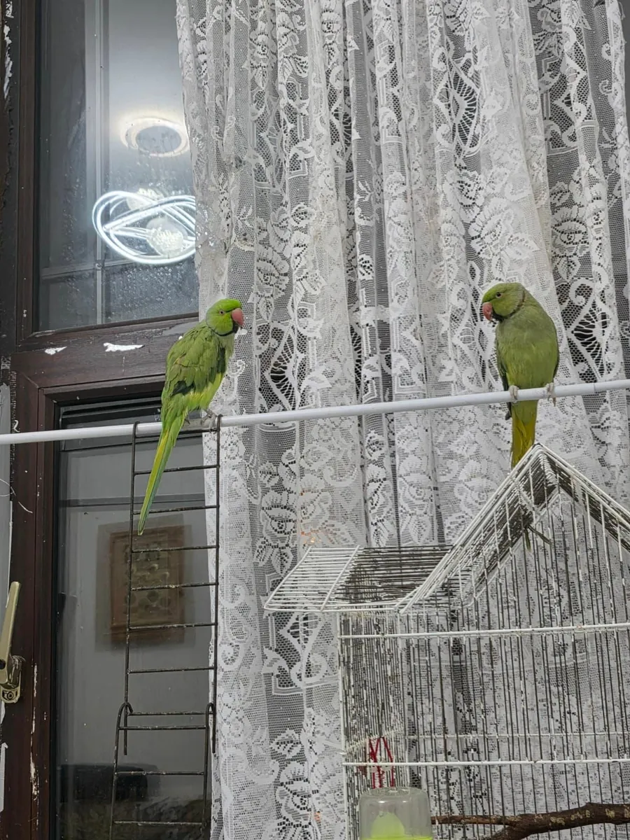 Indian ring neck parrot - Image 2