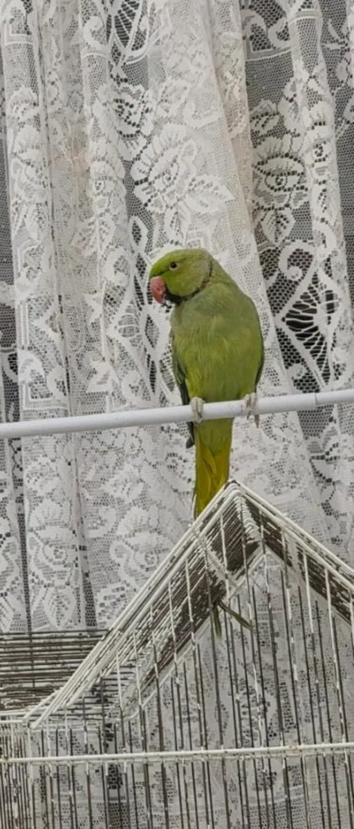 Indian ring neck parrot - Image 3