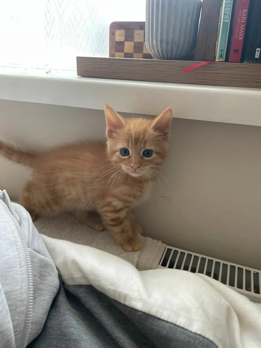 Maine Coan Kittens (Half) - Image 1