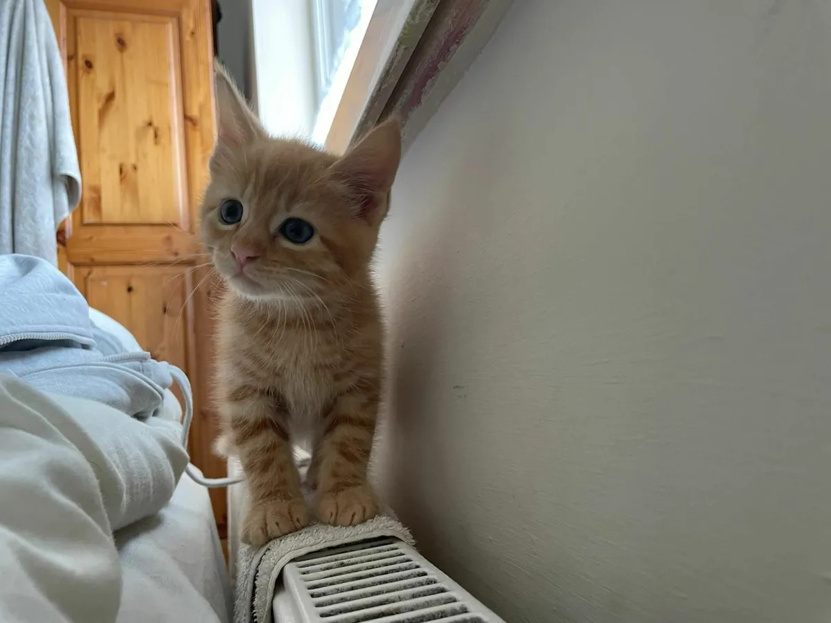 Maine Coan Kittens (Half) - Image 2