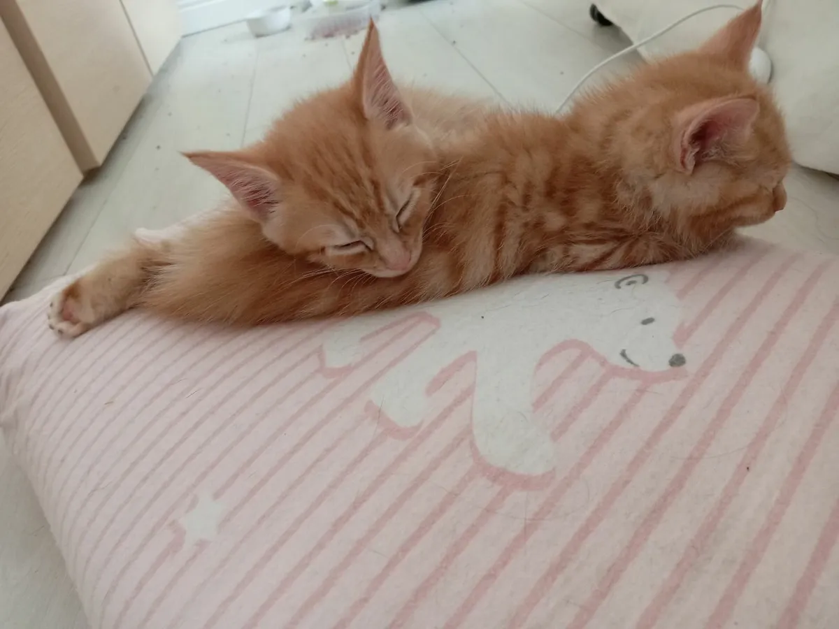 Maine Coan Kittens (Half) - Image 3
