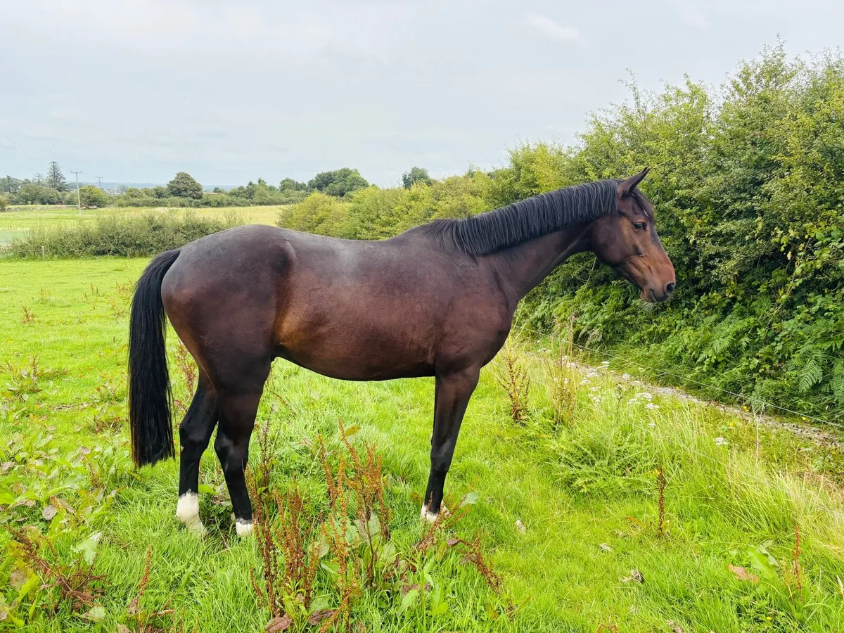 3 yo ISH Gelding - Image 2