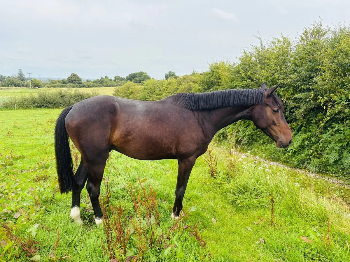 3 yo ISH Gelding - Image 1