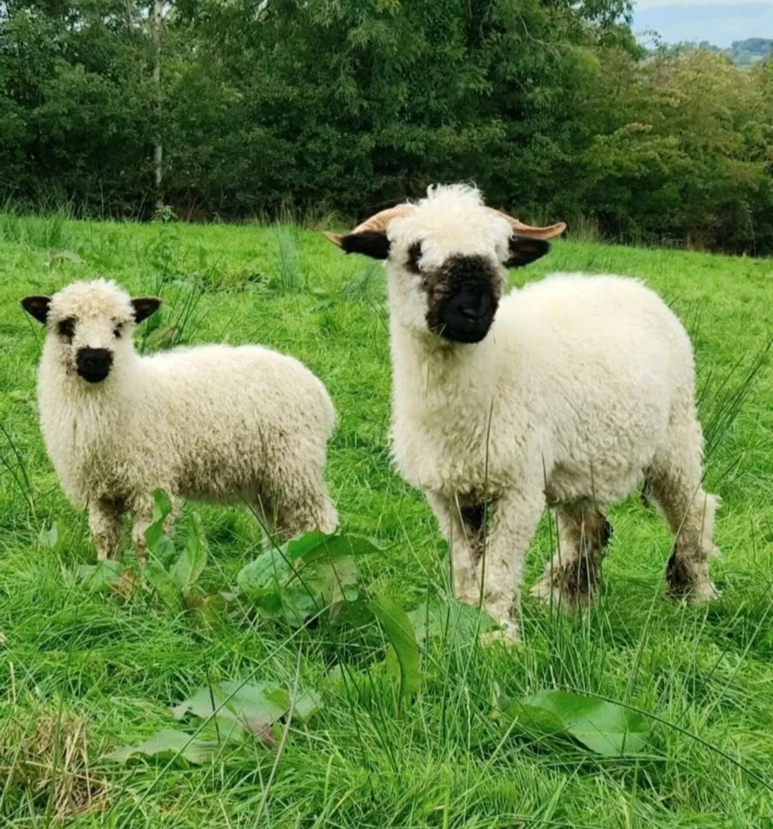 Swiss Valais Blacknose Ewe and Lamb - Image 1