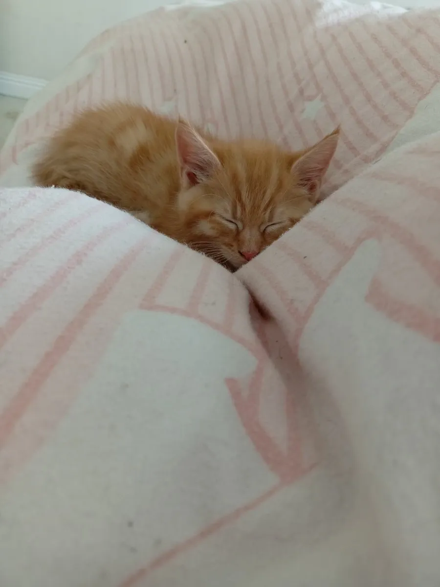 Maine Coan Kittens (Half) - Image 4