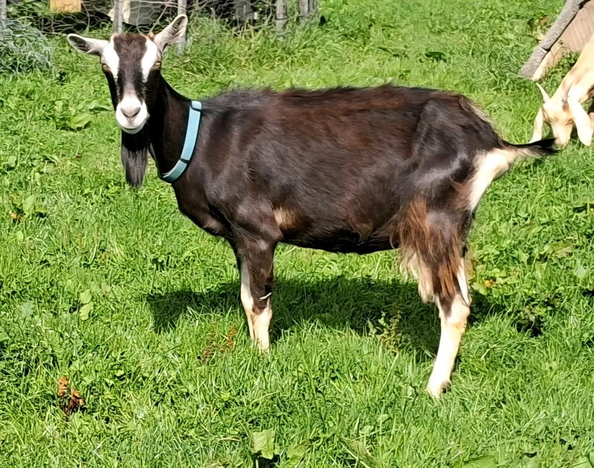 Goats - Image 1