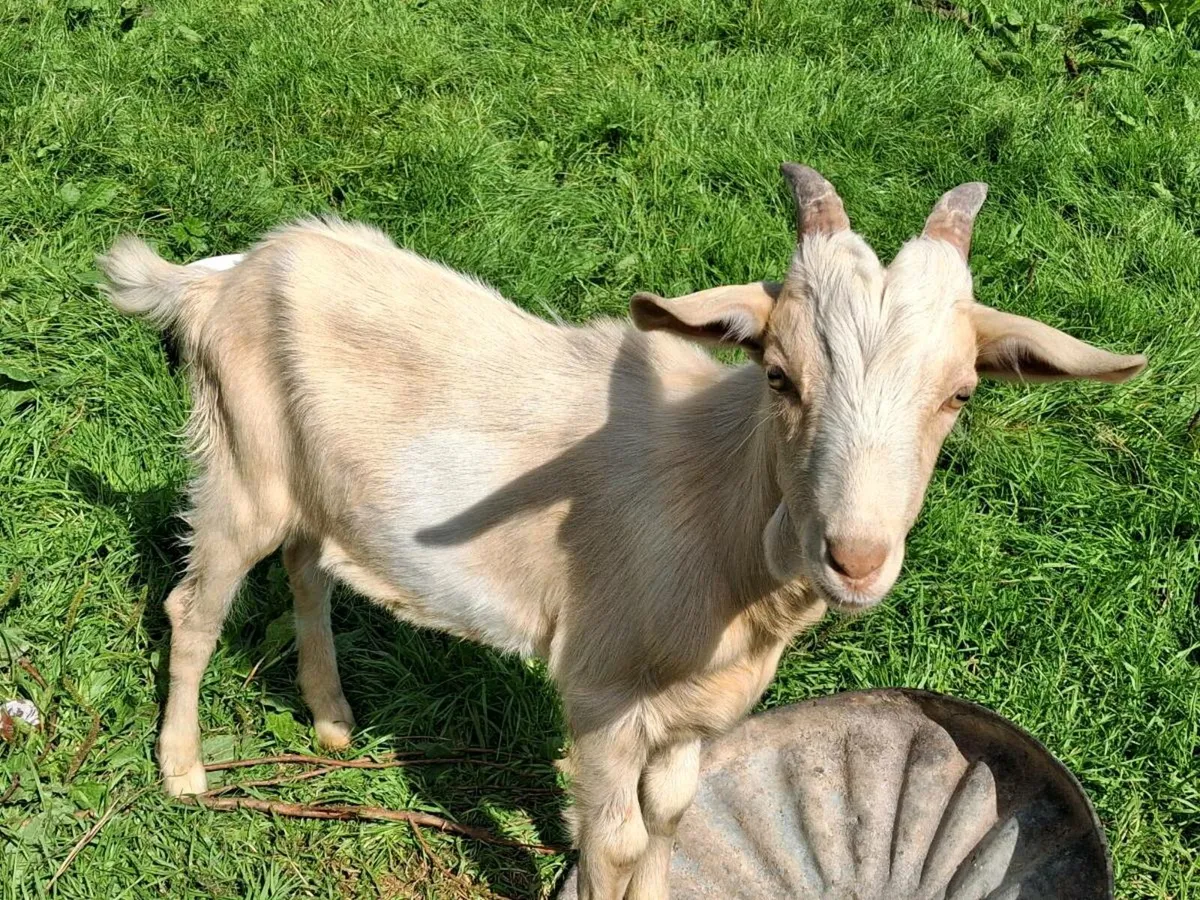 Goats - Image 3