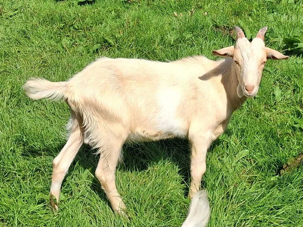 Goats - Image 4