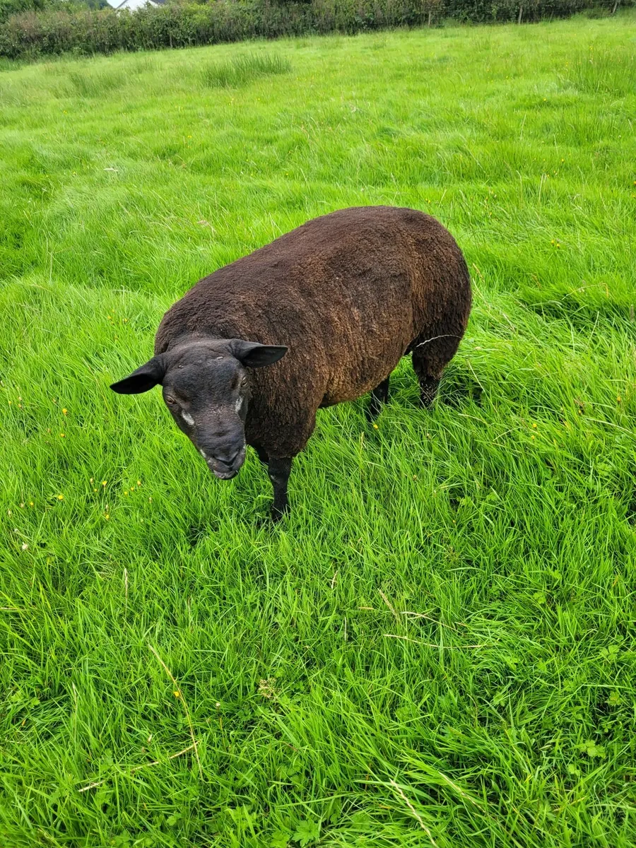 PBNR Badger face Blue Texel ram lamb - Image 2