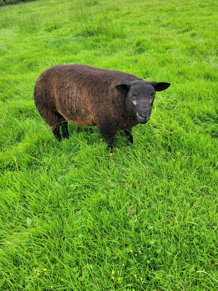 PBNR Badger face Blue Texel ram lamb - Image 3