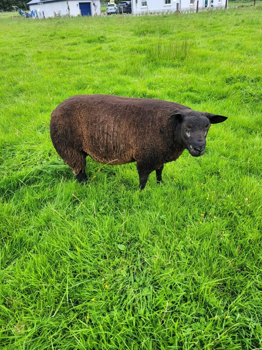 PBNR Badger face Blue Texel ram lamb - Image 1