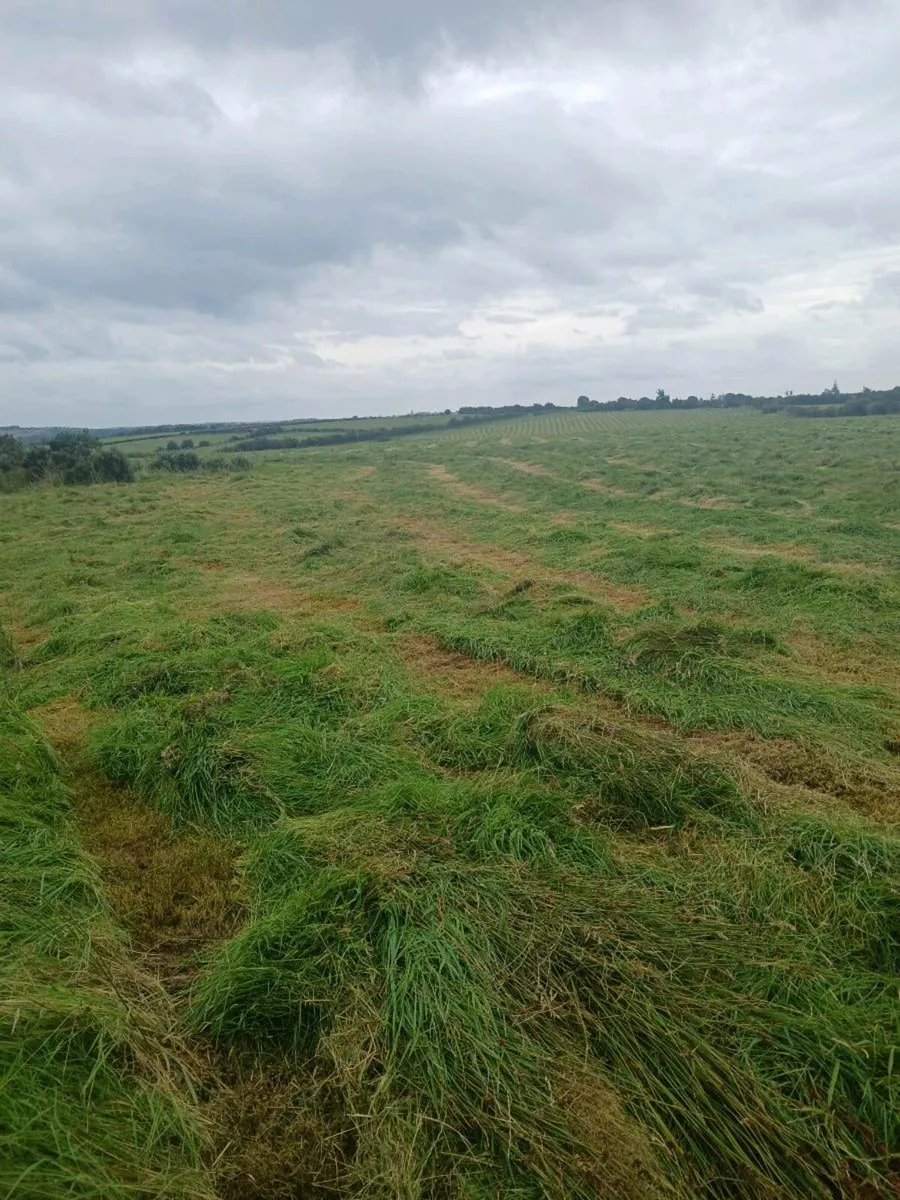 Silage - Image 1