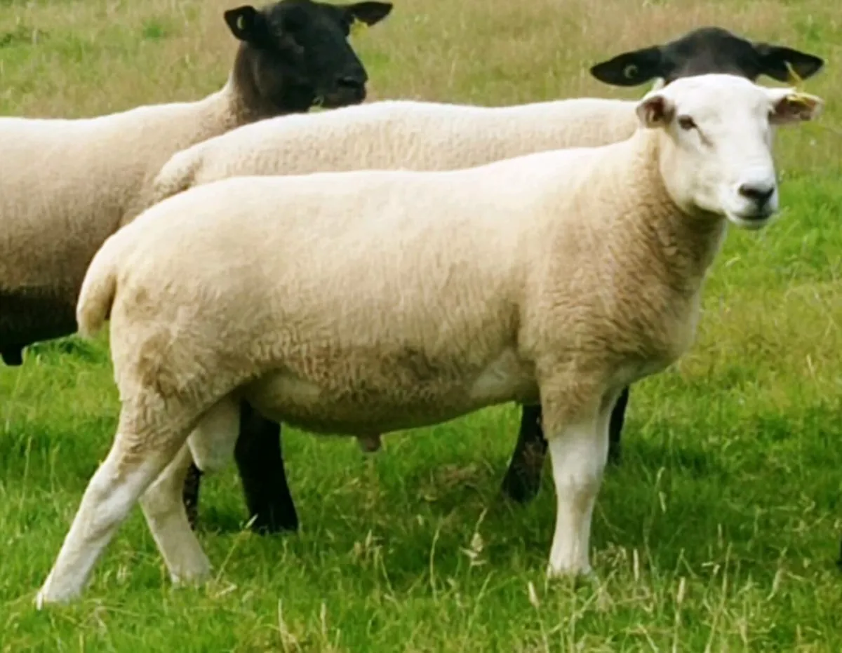 Belclare Ram Hogget - Image 2