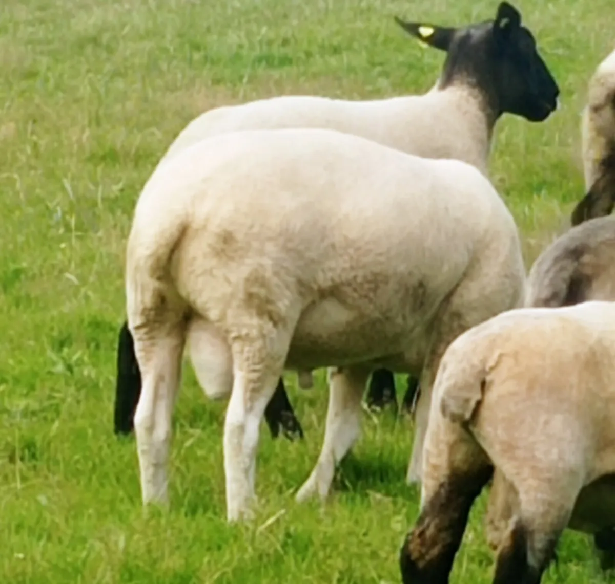 Belclare Ram Hogget - Image 3