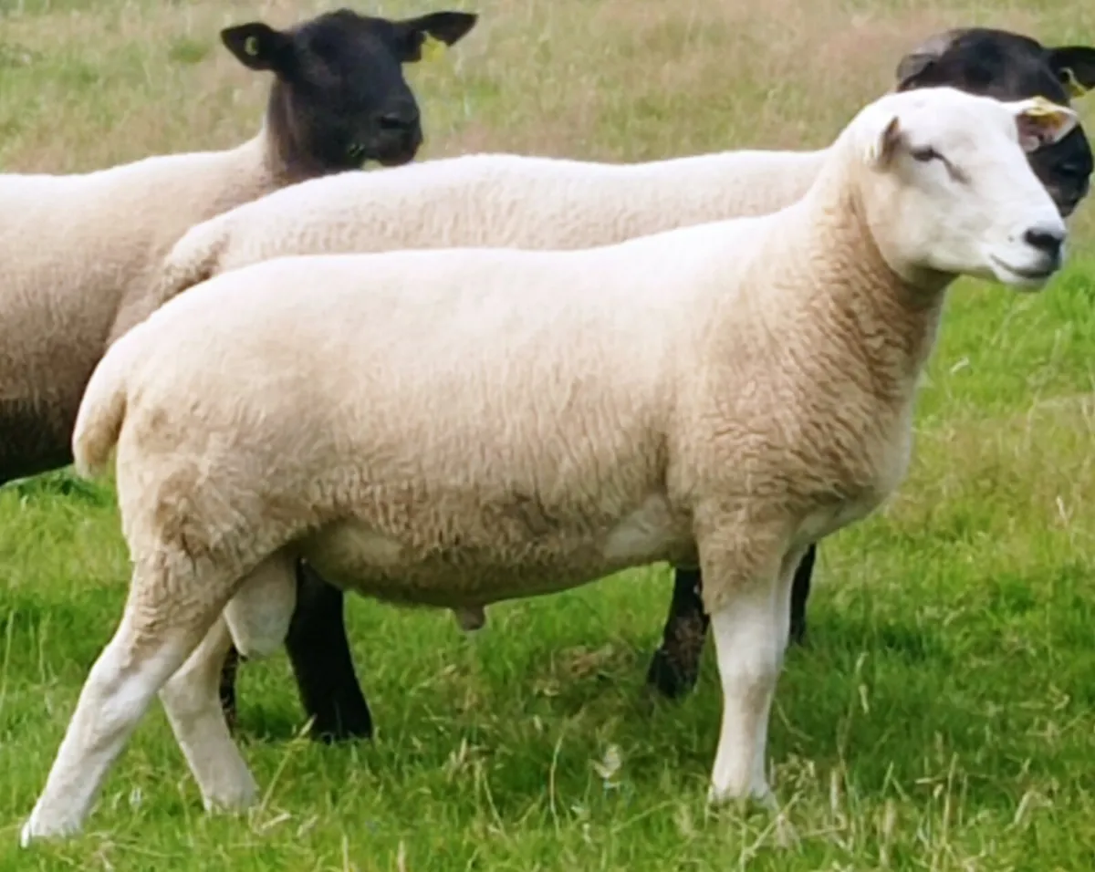 Belclare Ram Hogget - Image 1