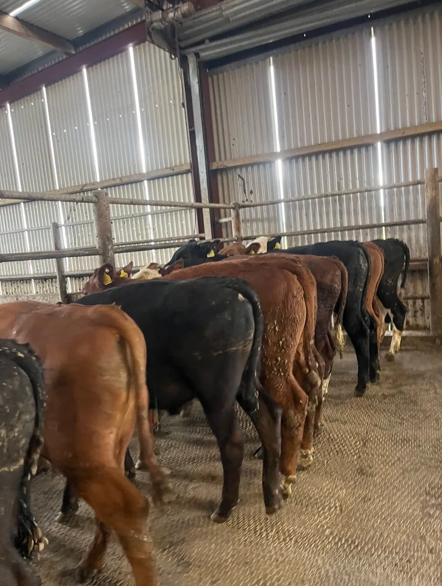 9 super bull Weanlings - Image 1