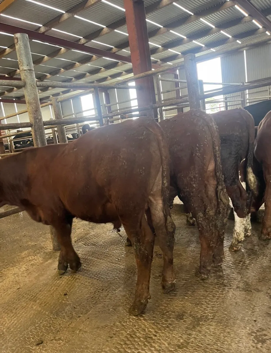 9 super bull Weanlings - Image 2