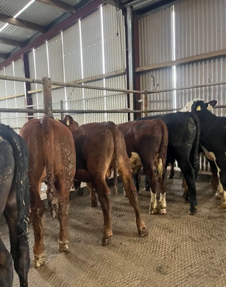 9 super bull Weanlings - Image 3