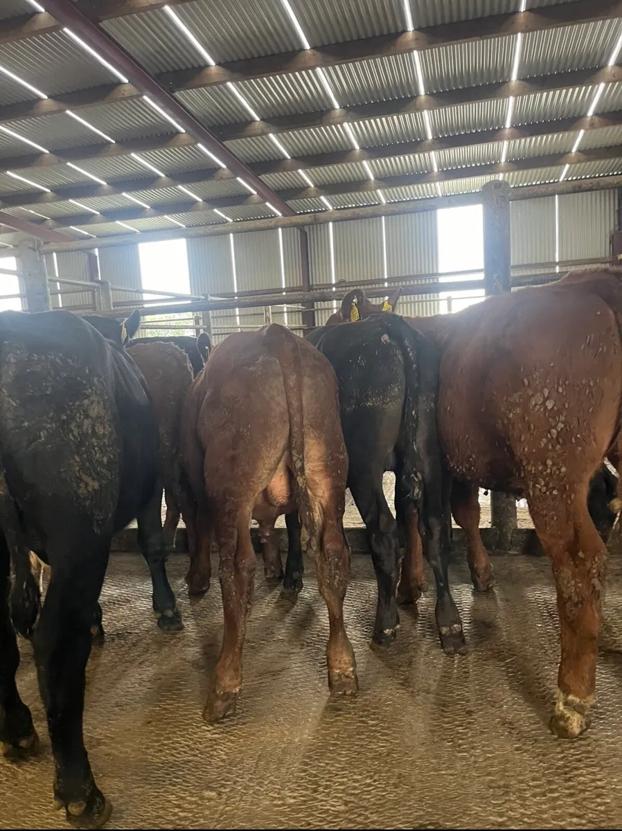 9 super bull Weanlings - Image 4