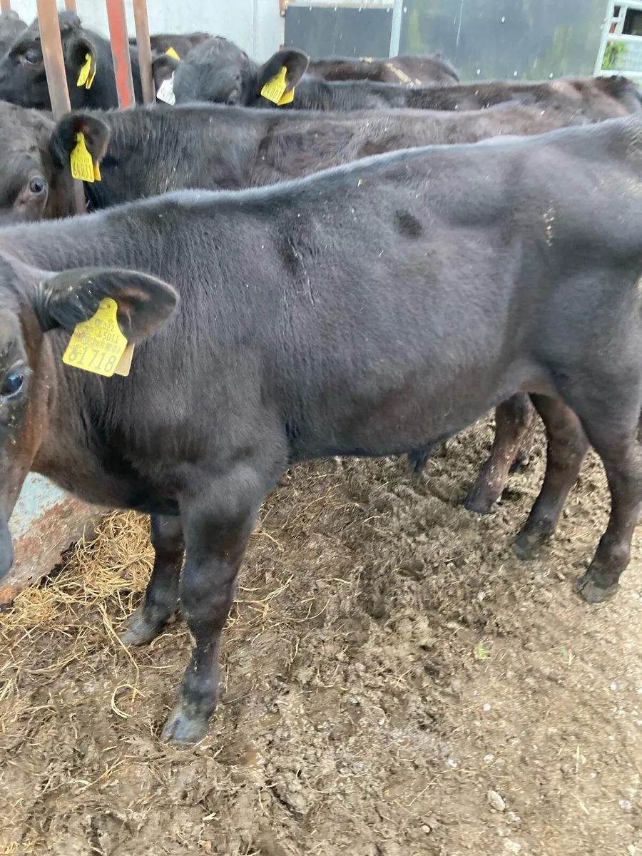 15 SUPER QUAILTY AA BULL WEANLINGS 4/5 MONTHS OLD - Image 2
