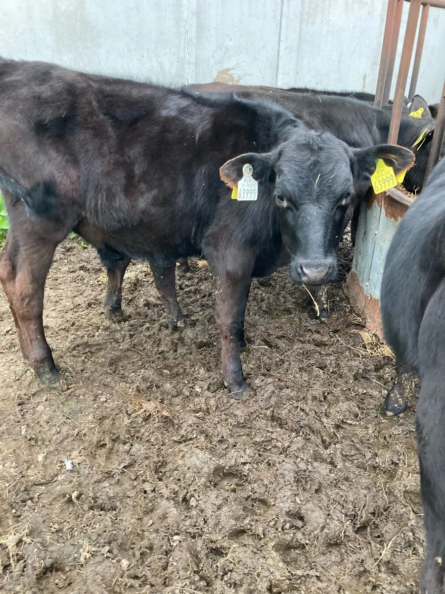 15 SUPER QUAILTY AA BULL WEANLINGS 4/5 MONTHS OLD - Image 3