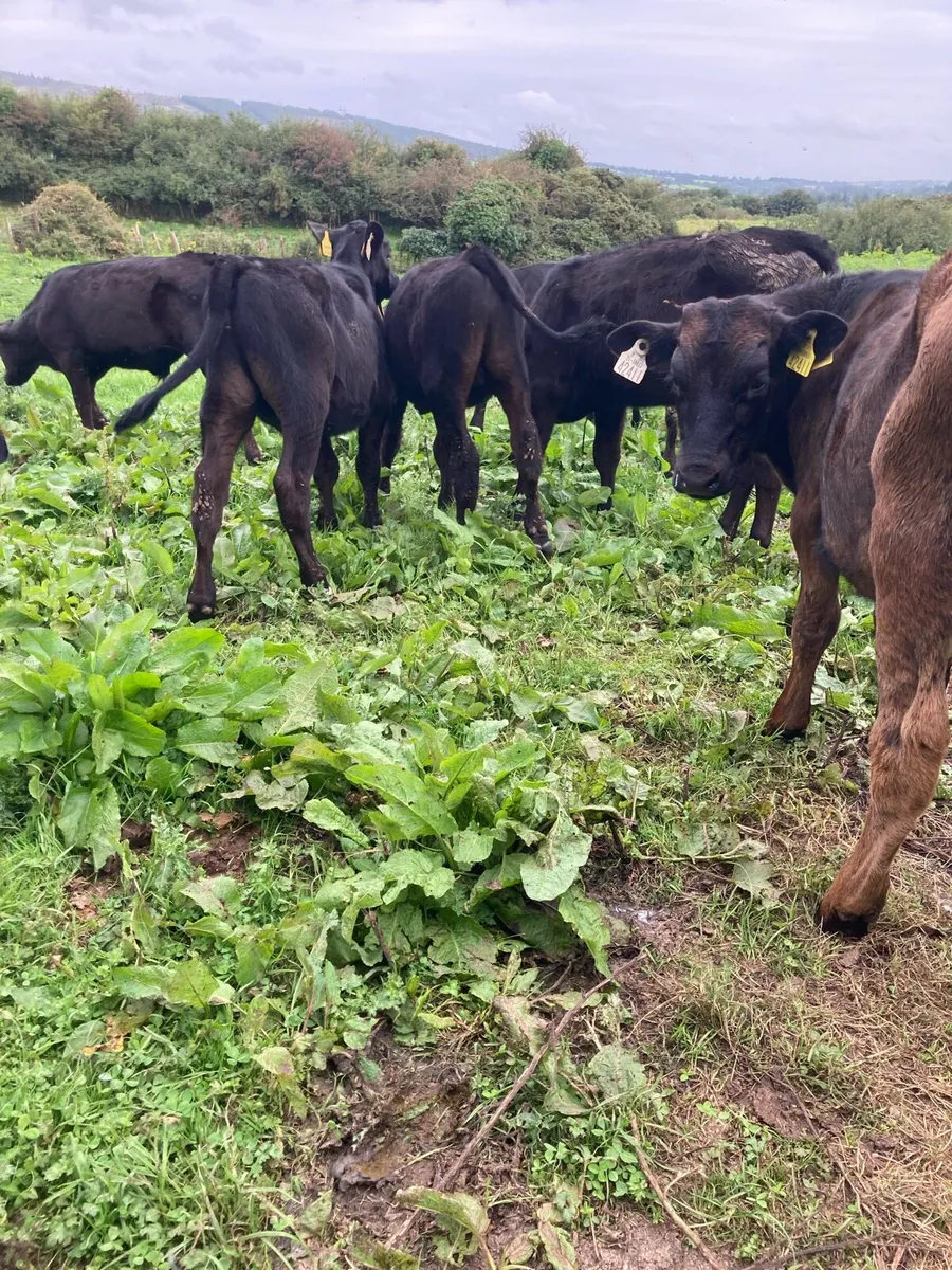 15 SUPER QUAILTY AA BULL WEANLINGS 4/5 MONTHS OLD - Image 4