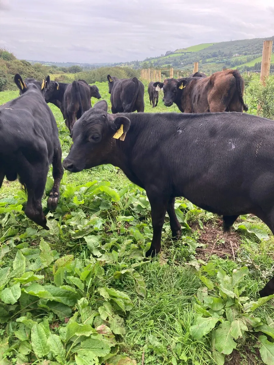 15 SUPER QUAILTY AA BULL WEANLINGS 4/5 MONTHS OLD - Image 1