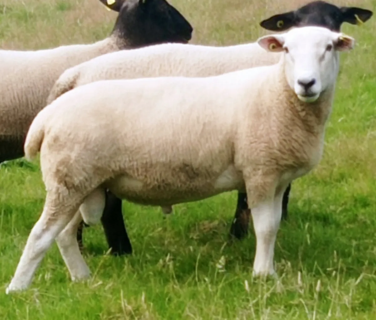 Belclare Ram Hogget - Image 4