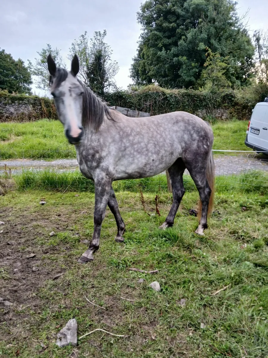 3yr old Numero Cruise Filly - Image 1
