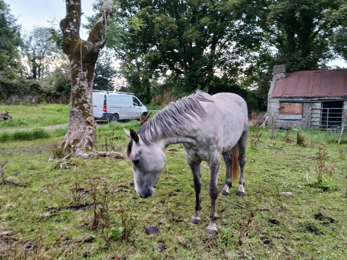3yr old Numero Cruise Filly - Image 2