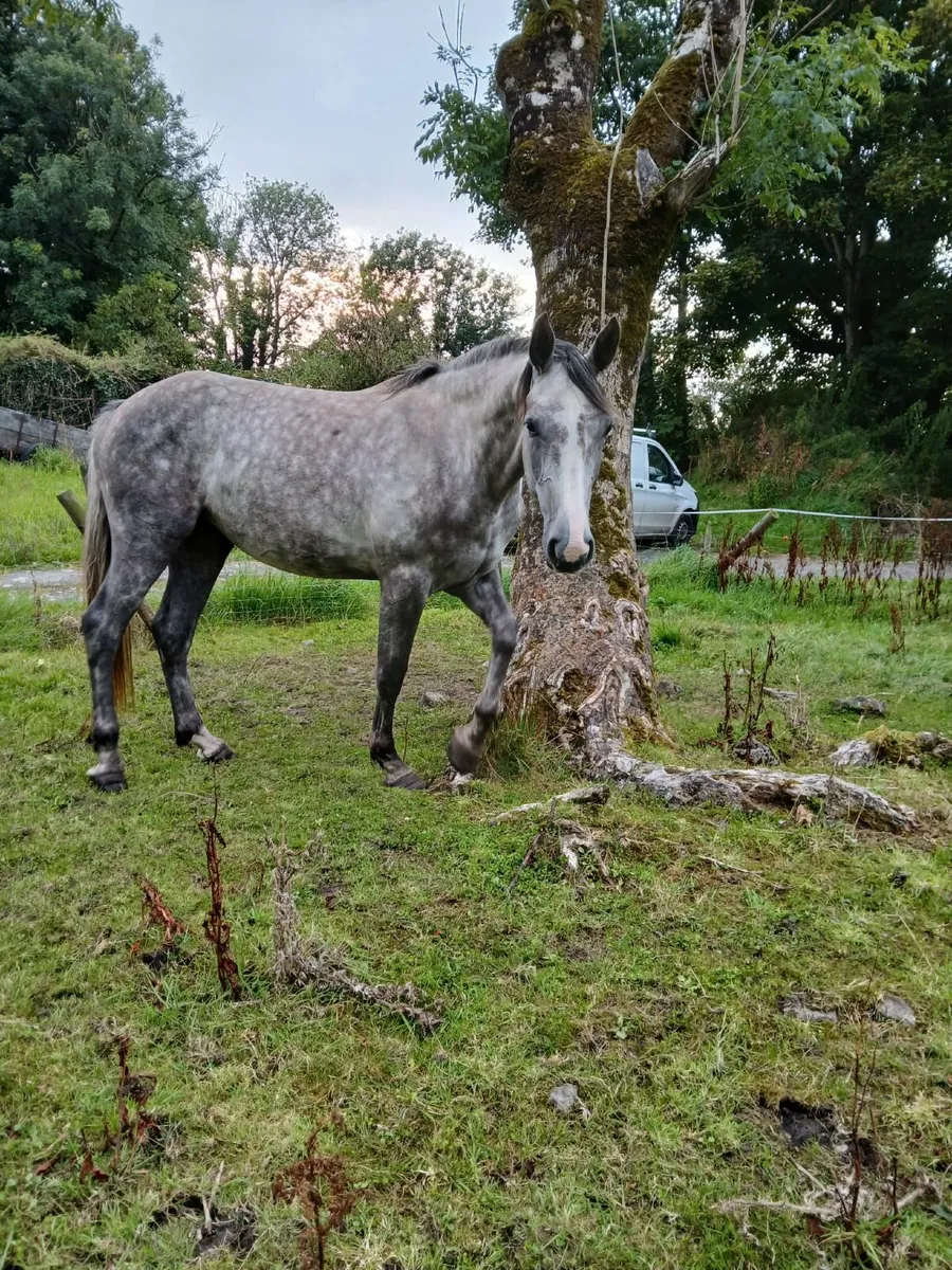 3yr old Numero Cruise Filly - Image 3