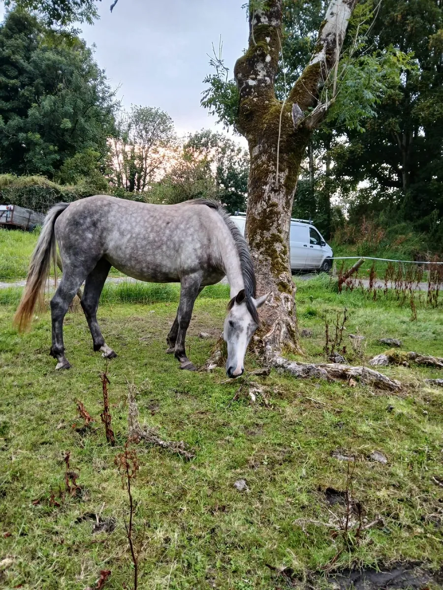 3yr old Numero Cruise Filly - Image 4