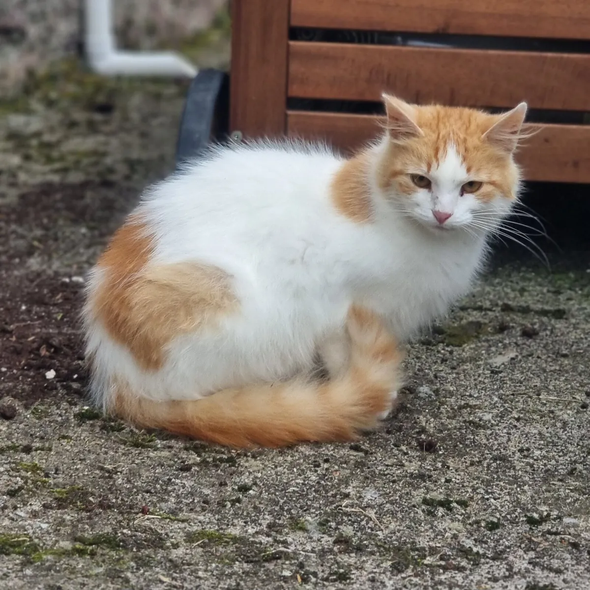 Cat - Image 2