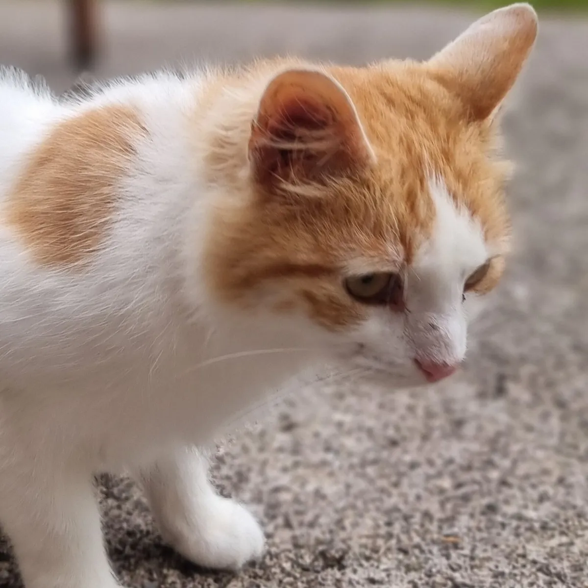 Cat - Image 3