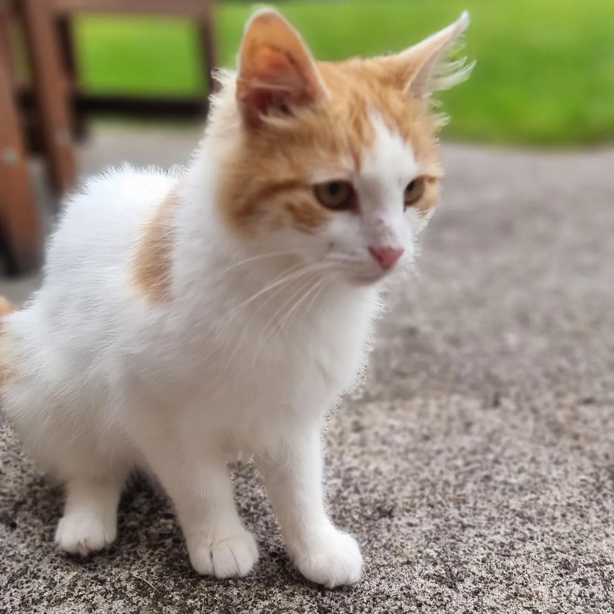 Cat - Image 1