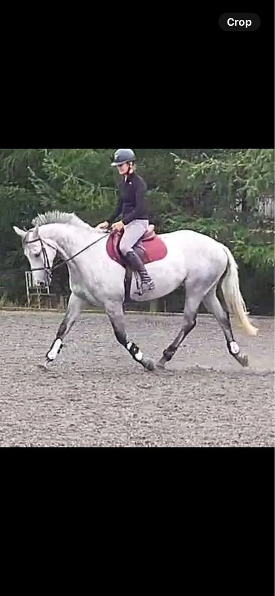 6 year old TIH allrounder - Image 1