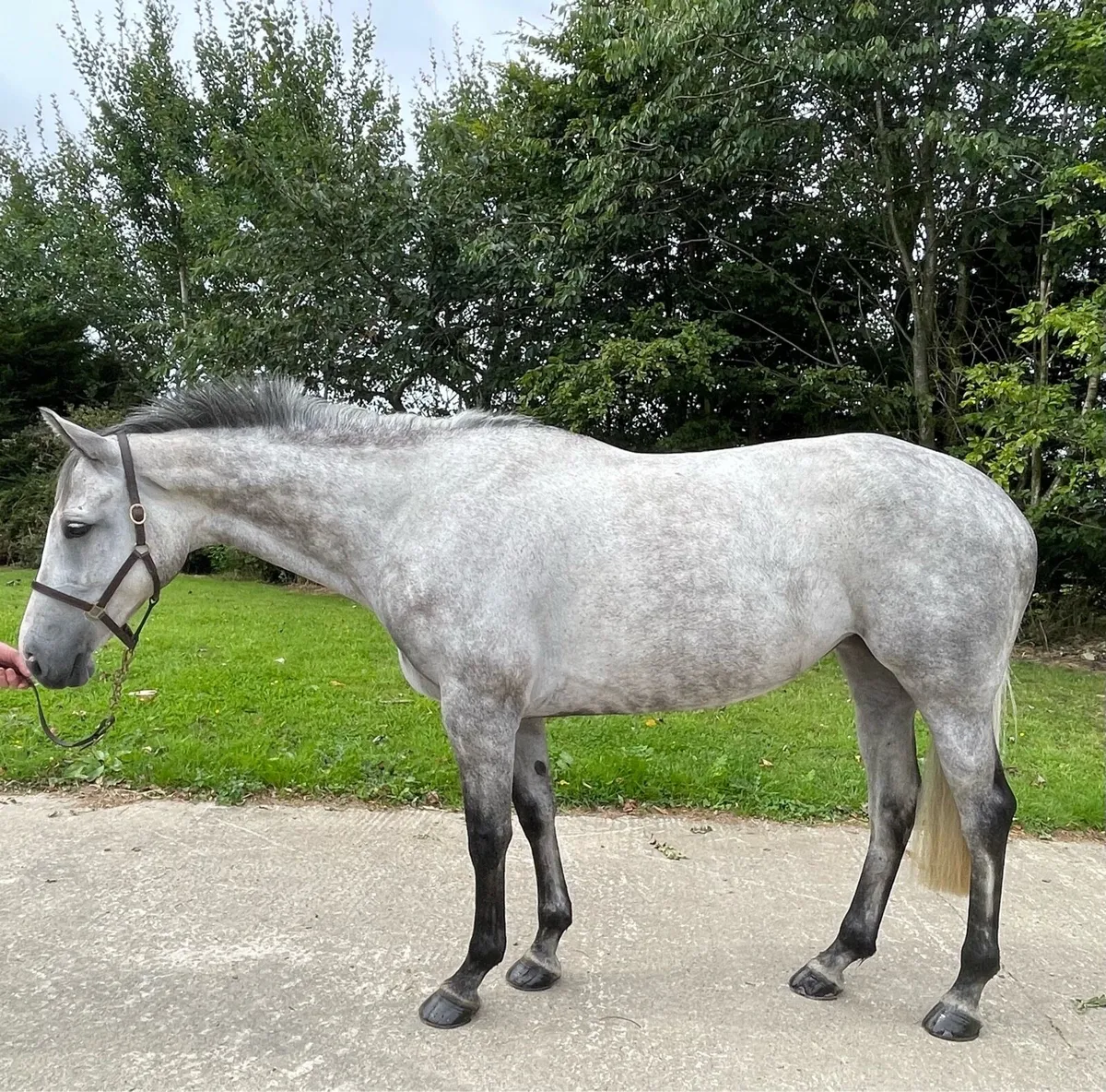 6 year old TIH allrounder - Image 2