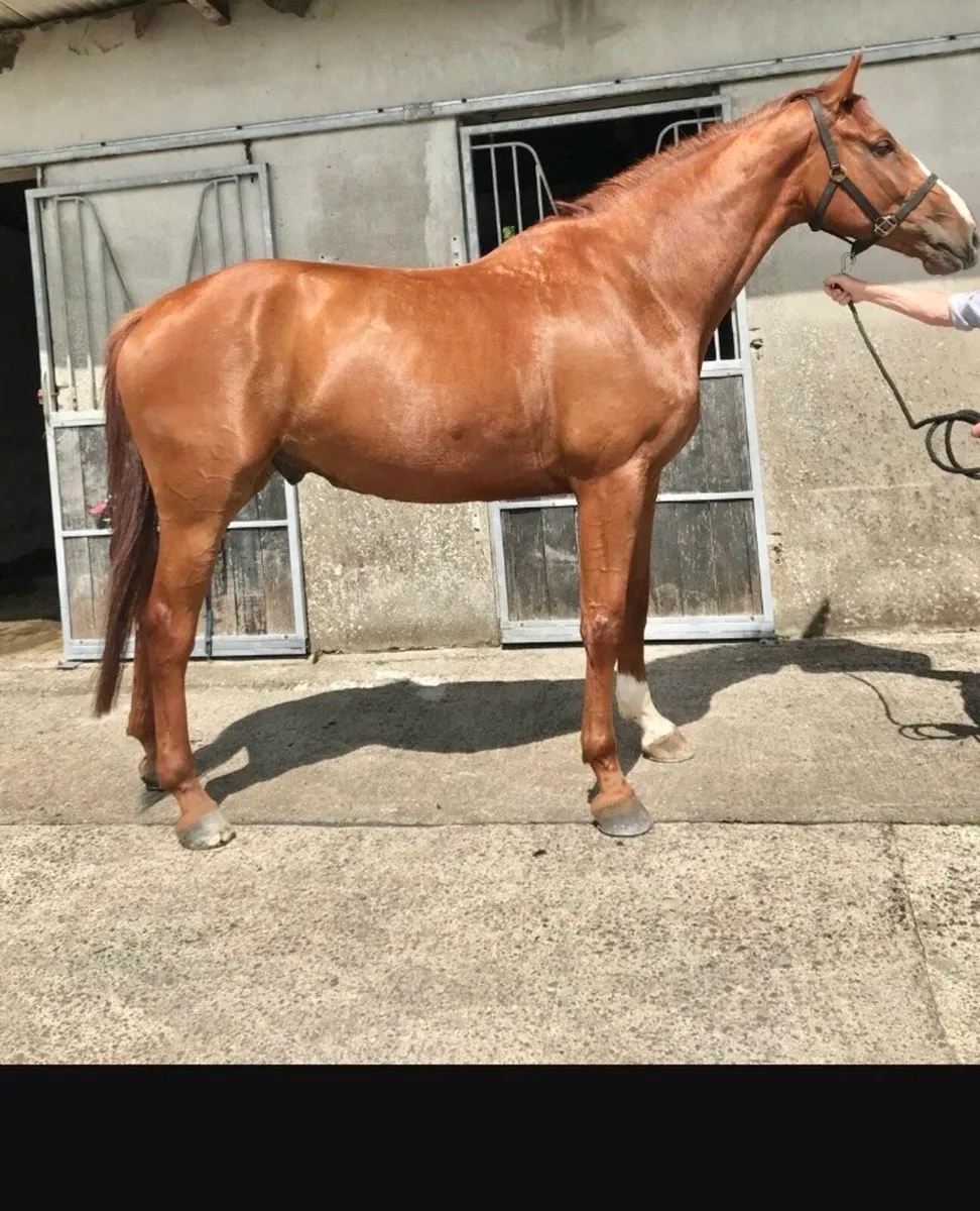 4YO Gelding. 170cms. - Image 2